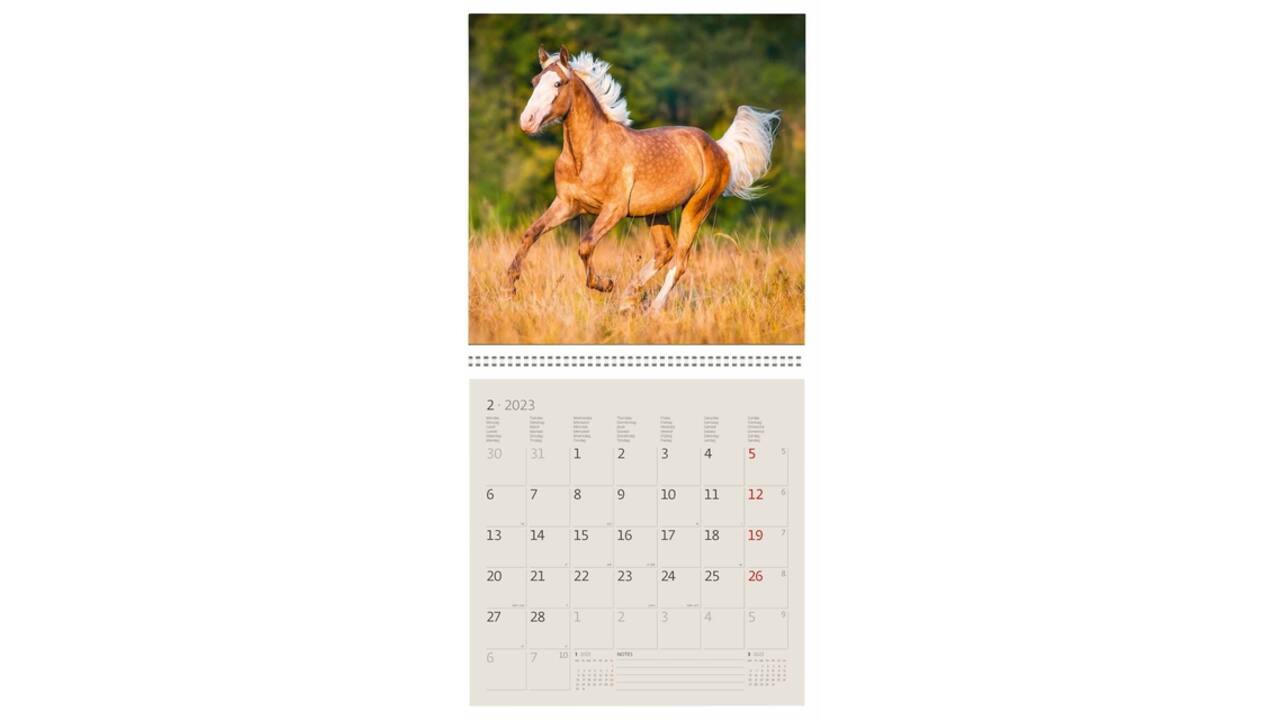 Kalender 2027 Helma 365 30x30cm paarden