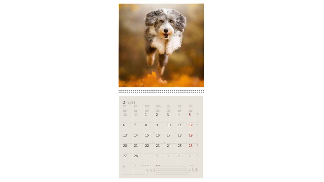 Kalender 2027 Helma 365 30x30cm honden