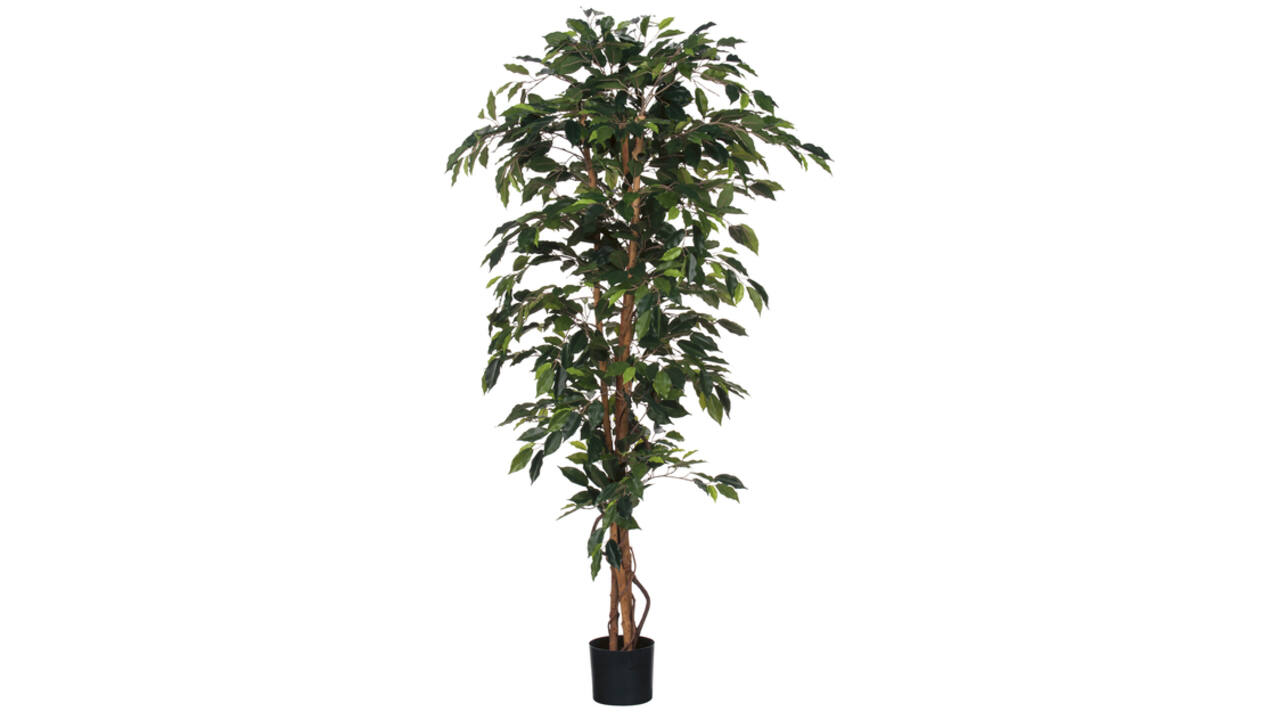 Kunstplant Mica Ficus in plastic pot 180x100cm