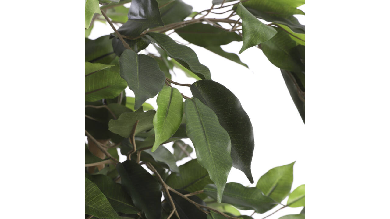 Kunstplant Mica Ficus in plastic pot 180x100cm