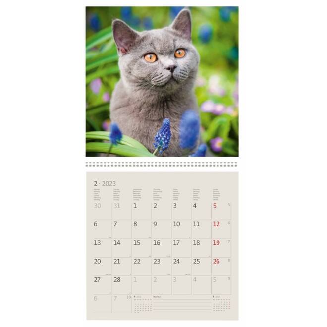 Kalender 2027 Helma 365 30x30cm katten