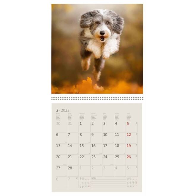 Kalender 2027 Helma 365 30x30cm honden