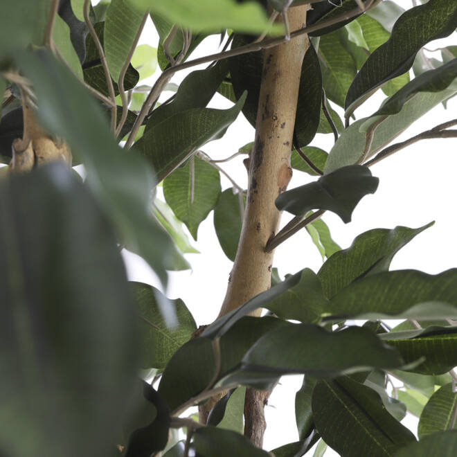 Kunstplant Mica Ficus in plastic pot 180x100cm