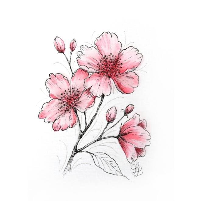 Tekenset Sakura Creative Kit Cherry Blossom