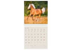 Kalender 2027 Helma 365 30x30cm paarden