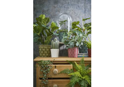 Kunstplant Mica Pilea in pot Ø11,5cm 35x25cm