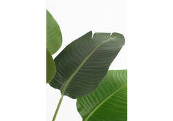 Kunstplant Mica Bananen boom in plastic pot 180x30cm