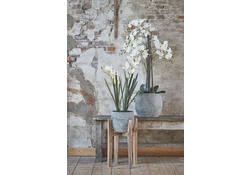 Kunstplant Mica Phalaenopsis orchideeën wit in plastic pot 79x51cm