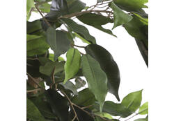 Kunstplant Mica Ficus in plastic pot 180x100cm