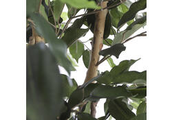 Kunstplant Mica Ficus in plastic pot 180x100cm